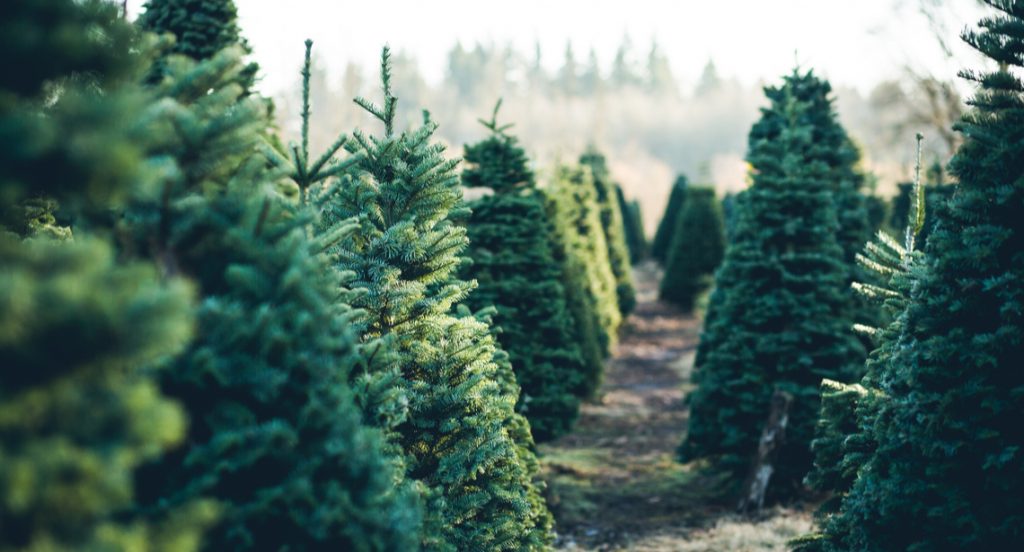 3 Ways to Find A Real Christmas Tree in Calgary Vern