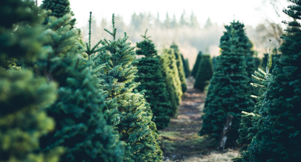 3 ways to find a real christmas tree in calgary vern