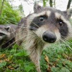 Arts Commons Presents National Geographic Live Wild Life with photographer Bertie Gregory