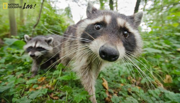 Arts Commons Presents National Geographic Live Wild Life with photographer Bertie Gregory