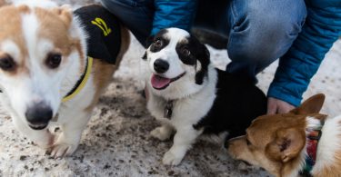 Calgary Corgi Meetup